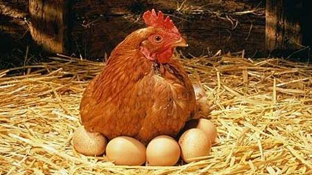 Gallina che cova delle uova. Proteine dell'uovo: effetti sugli sportivi.