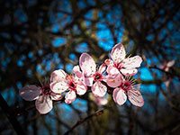 Ramo di mandorlo con fiori rosa