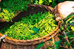 Foglie di tè verde in cesto
