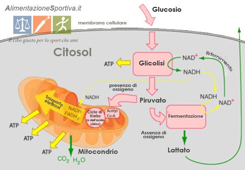 Semplice schema glicolisi