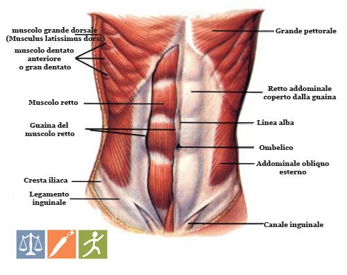 Muscoli Addominali: Anatomia e Funzioni
