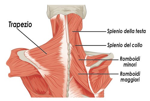 Muscoli della schiena