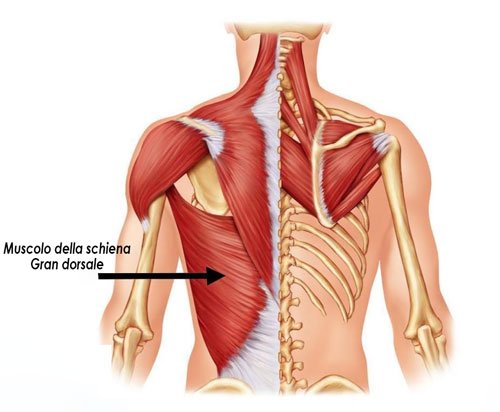 Muscoli della schiena: Gran Dorsale
